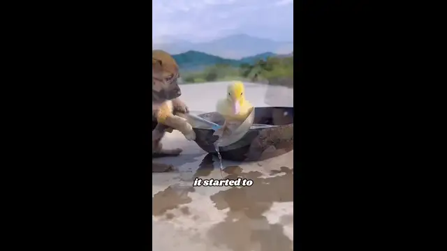 Continuation of love #animals #shorts