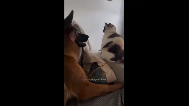 dogs being idiots part 56 #funny #goldens #funnypets #lovegoldens #funnyanimals #pets #cutegolden